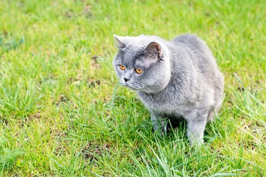 A Scottish cat on a green meadow, the theme of domestic cats