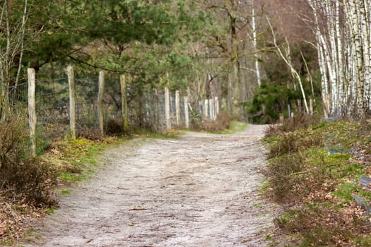 National Park Maasduinen in the Netherlands