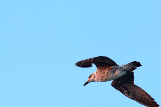 Hovering over the blue horizon, a young gull captures the essence of flight. Concept: bird, flight, horizon, sky, wildlife.