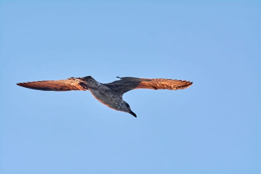 A young bird glides effortlessly through a clear sky, showcasing the beauty of nature. Concept: bird, flight, sky, nature, wildlife.