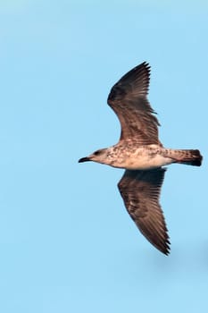 A young seagull soars through the blue sky with wings fully extended, embodying freedom and grace. Concept: freedom, nature, wildlife, bird, flight.
