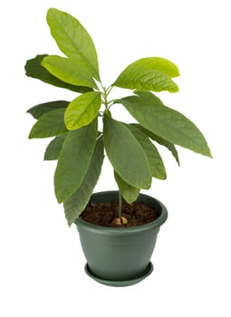 Young avocado plant in a pot isolated on white
