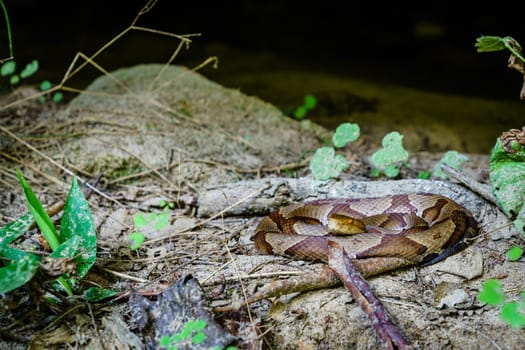 Close-up image of a coiled copperhead snake in Southern Kentucky