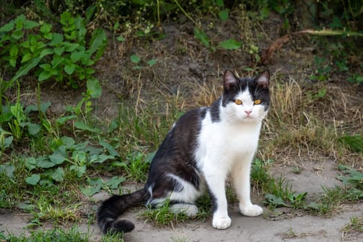 Sitting black and white cat surrounded by greenery and bushes in the countryside. Selective focus.