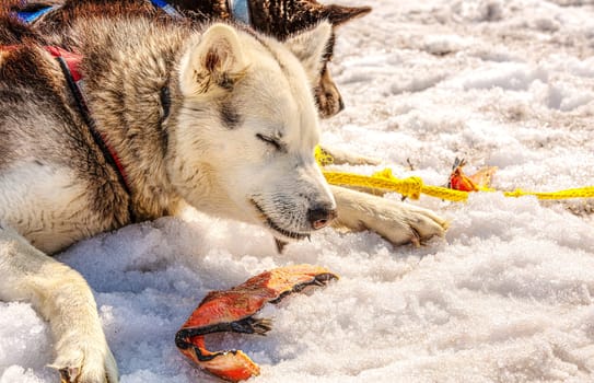 The Huskies in a team has a rest and eats fish. Kamchatka peninsula