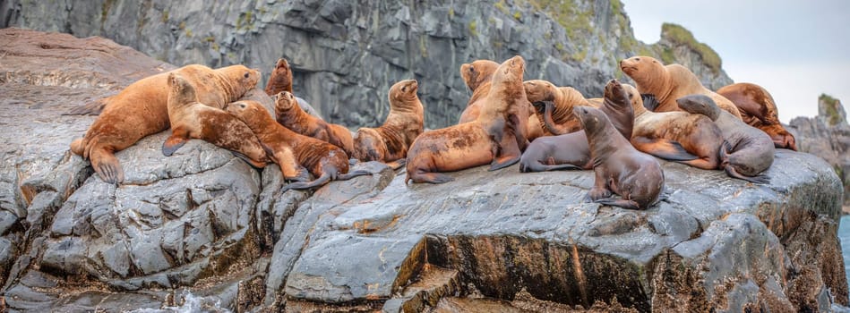 The group of  Sea Lions sit on a rock close to the Pacific Ocean, Kamchatka Peninsula