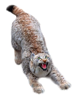 Tne Scarecrow stuffed lynx muzzle, taxidermy. Isolated on white background