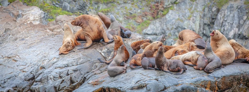 The group of  Sea Lions sit on a rock close to the Pacific Ocean, Kamchatka Peninsula. Selective focus