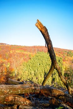 Dead branch in an autumn forest