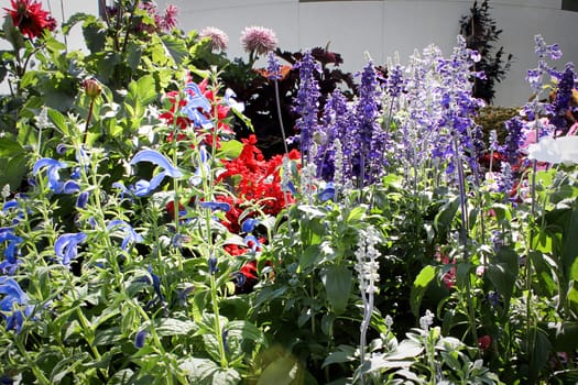 A mixture of various annuals in flower outside.