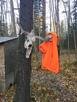 Hanging a jacket on a moose skull outstide an outhouse.