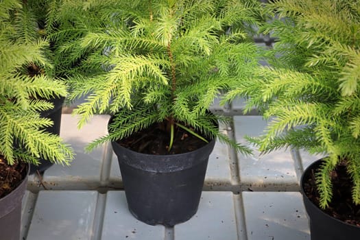Closeup of a green potted norfolk pine plant.