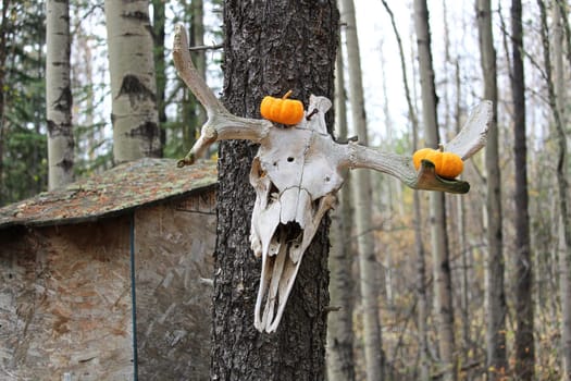 A moose skull outside a outhouse decorated with pumpkins.