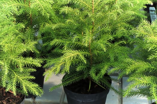 Closeup of a green potted norfolk pine plant.