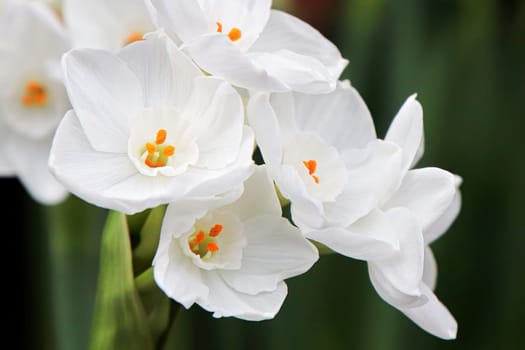 Macro photo of white and yellow narcissus flowers.