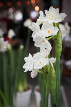 Vertical photo of paper white narcissus flowers.