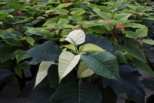 A green poinsettia changing color to white.