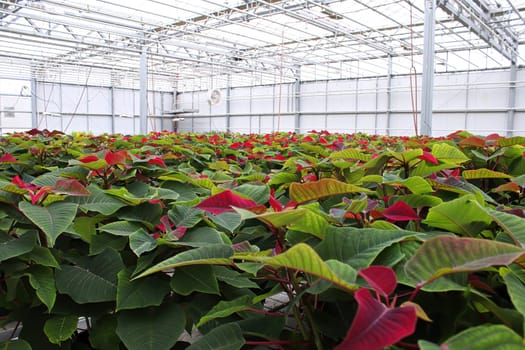 Rows of poinsettias growing in a greenhouse before Xmas.
