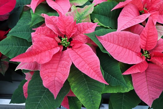Closeup of pink poinsettias growing on tables.