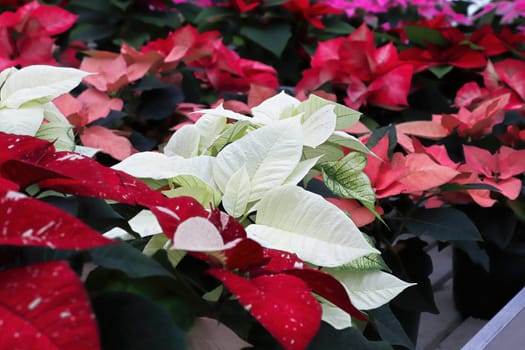 Background of various colored poinsettias on tables.