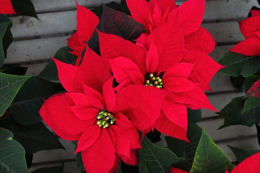 Closeup of beautiful poinsettia plants at Christmas.