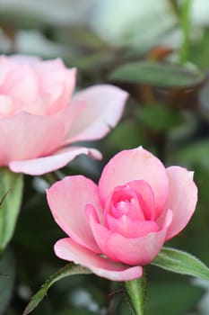 A vertical cover of mini pink roses in bloom.