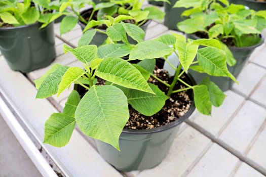 Potted green poinsettias growing on tables before Christmas.