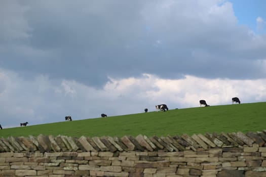 Copy space in center and top, above a herd of grazing Holstein Friesian cattle, cows often bred for dairy use. Vibrant green grass on overcast day