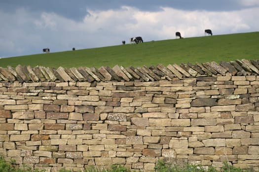 Milk cows graze in the background behind this well structured dry stone wall. Plants and weeds grow at the base of the wall, and the grass is luscious