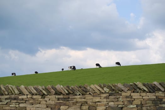 Herd of grazing Holstein Friesian cattle, cows often bred for dairy use. Vibrant green grass on overcast day, dry stone wall in the foreground.