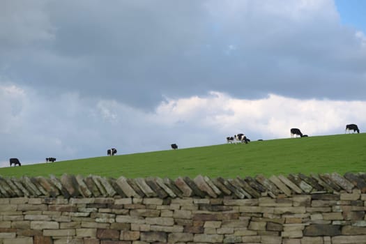 Line of black and white cows, Holstein Friesian cattle, spread out in a line along the horizon of a green grassy hill. They graze peacefully