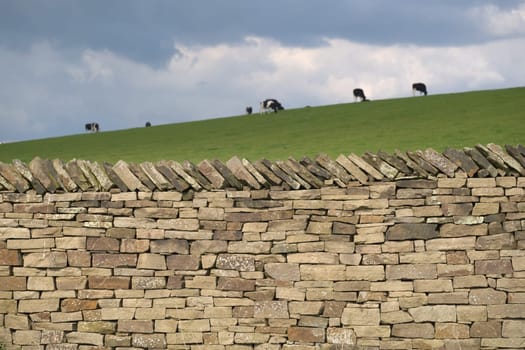 Neat and well made dry stone wall glows in warm sunlight, whilst a group of Holstein Friesian cattle graze grass in the background under dark clouds