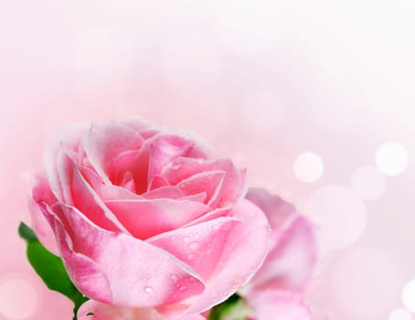 Close up of beautiful pink rose