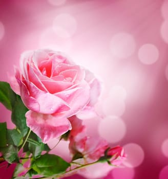 Beautiful pink rose with purple bokeh background