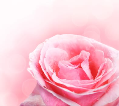 Close up of beautiful pink rose