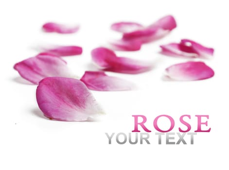Pink rose petals over white background