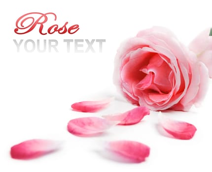 Pink rose and rose petals over white background