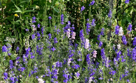 Larkspur,consolida ajacis is a wild and medicinal plant with blue flowers. Barnacle spur,consolida ajacis is a wild and medicinal plant with blue flowers.