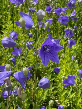. Balloon flower,Platycodon grandiflorum is an attractive ornamental flower with beautiful blue flowers. Balloon flower,Platycodon grandiflorum is an attractive ornamental flower with beautiful blue flowers.