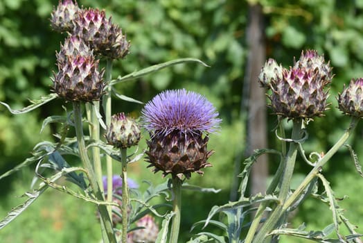Artichoke,Cynara scolymus is a vegetable and medicinal plant. Artichoke,Cynara scolymus,is a vegetable and medicinal plant.