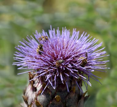 Artichoke,Cynara scolymus is a vegetable and medicinal plant. Artichoke,Cynara scolymus,is a vegetable and medicinal plant.