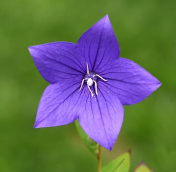 . Balloon flower,Platycodon grandiflorum is an attractive ornamental flower with beautiful blue flowers. Balloon flower,Platycodon grandiflorum is an attractive ornamental flower with beautiful blue flowers.