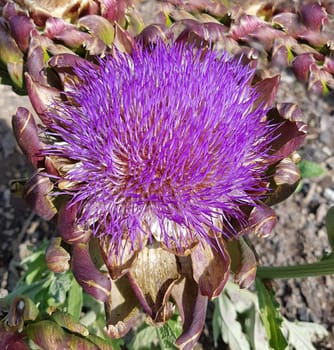Artichoke,Cynara scolymus is a vegetable and medicinal plant. Artichoke,Cynara scolymus,is a vegetable and medicinal plant.