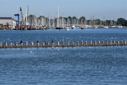 Herring fence in the town of Kappeln is a unique document of fishing in the Schlei. It is the last functioning herring fence in Europe. Herring fence in the town of Kappeln is a unique document of fishing in the Schlei. It is the last fully functional herring fence in Europe.