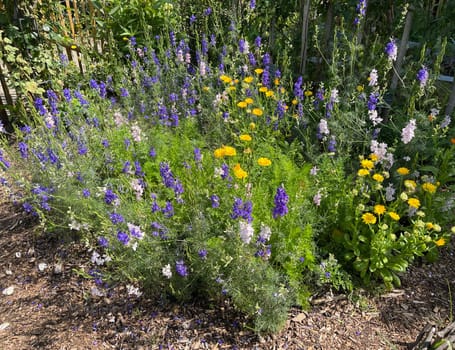 Larkspur,consolida ajacis is a wild and medicinal plant with blue flowers. Barnacle spur,consolida ajacis is a wild and medicinal plant with blue flowers.