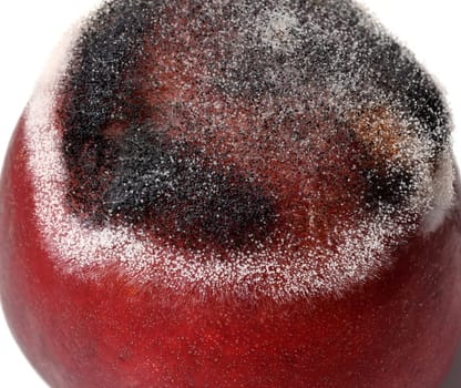 In microbiology,molds are a systematically heterogeneous group of filamentous fungi,the majority of which belong to the taxonomic groups of ascomycetes and zygomycetes. Molds,visibly also called mold,are a systematically heterogeneous group of filamentous fungi in microbiology,the majority of which belong to the taxonomic groups of the Ascomycetes and Zygomycetes.