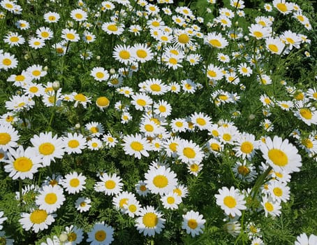 Roman Bertram,Anacycle pyrethrum,is an important medicinal plant with white flowers and is used in medicine. Roman Bertram,Anacycle pyrethrum,is an important medicinal plant with white flowers and is used in medicine.