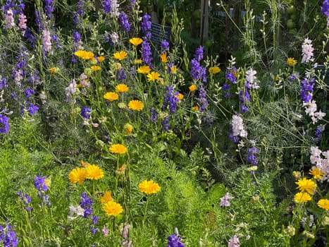 Larkspur,consolida ajacis is a wild and medicinal plant with blue flowers. Barnacle spur,consolida ajacis is a wild and medicinal plant with blue flowers.