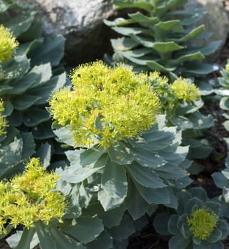 Rhodiola rosea is an important medicinal plant with yellow and pink flowers whose roots are used. Rose root,Rhodiola rosea,is an important medicinal plant with yellow and pink flowers whose roots are used.