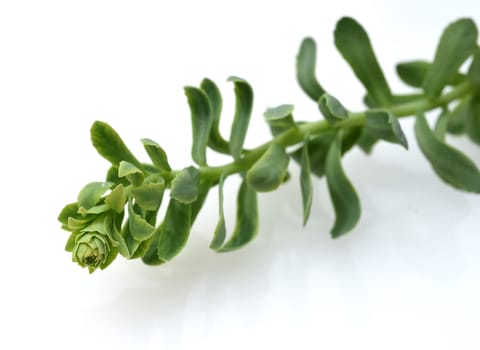 Rhodiola rosea is an important medicinal plant with yellow and pink flowers whose roots are used. Rose root,Rhodiola rosea,is an important medicinal plant with yellow and pink flowers whose roots are used.